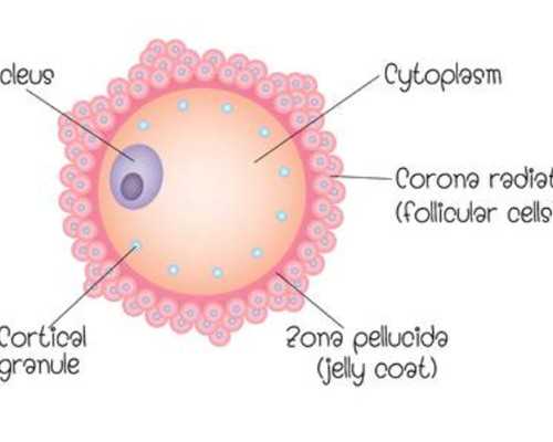 大姨妈来了喝咖啡会怎样（纤体咖啡） 代孕机构最好