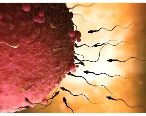 宜昌试管婴儿：费用与成功率的奥秘是什么？ 供卵代怀助孕费用